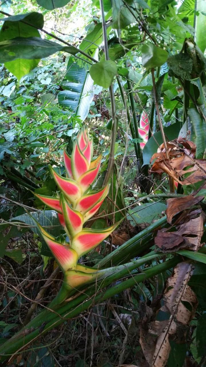 Panama Eco Resort Tierra Oscura Esterno foto